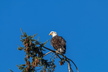 one beautiful bald eagle easting on top of the pine tree branches under clear blue sky on a sunny day