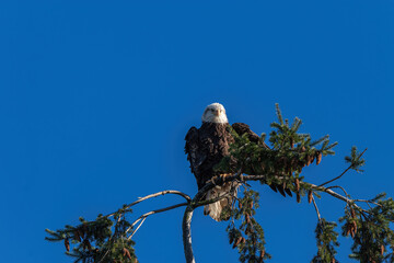 portrait of a beautiful bald eagle resting on top of a pine tree under clear blue sky shaking the feather on its wings