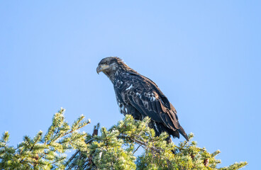 close up of one beautiful juvenile bald eagle resting on top of a pine tree under the clear blue sky