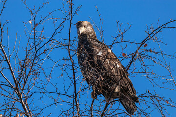 close up of one beautiful juvenile bald eagle resting behind dense leafless branches on top of the tree under the clear blue sky
