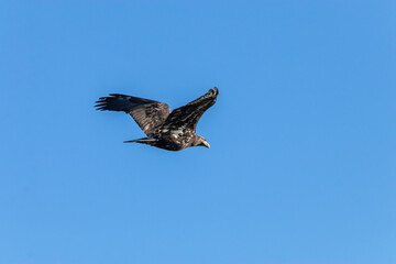 one beautiful juvenile bald eagle just flew passing by under clear blue sky