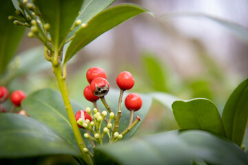 Obraz premium wild strawberry plant