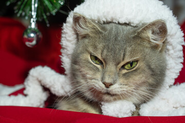 Funny playful gray cat with green eyes of the British breed in a Santa Claus costume under the Christmas tree falls asleep, close up: a place for text, Merry Christmas!
