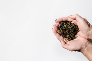 Female hands holding dry tea leaves on a white background, top view copy space