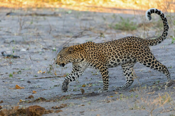 south african leopard walking on river bank, Chobe, Panthera pardus, Chobe National Park, Botswana,...