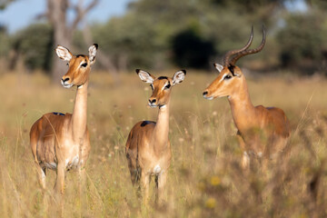 Naklejka na ściany i meble Impala antelope male and two females (Aepyceros melampus) Caprivi strip game park, Bwabwata Namibia, Africa safari wildlife and wilderness