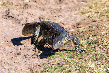 predator Monitor Lizard, Varanus niloticus walking on river bank in Chobe national park, Botswana Africa wildlife