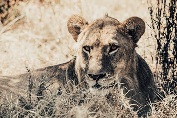 lion female, Panthera leo in natural habitat Savuti game reserve. Botswana Africa safari wildlife