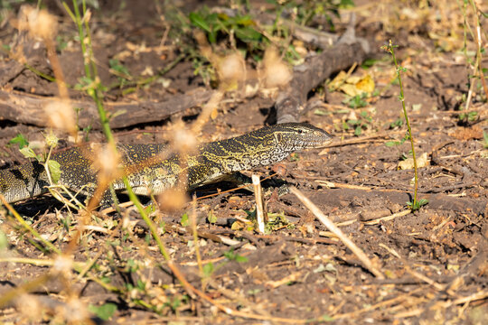 predator Monitor Lizard, Varanus niloticus walking on river bank in Chobe national park, Botswana Africa wildlife