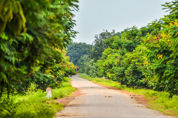 Beautiful smooth road in the jungle.