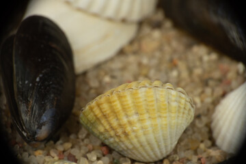 a composition of sea shells and pebbles on the sand