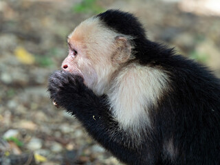 Close-up of an eating white-faced capuchin (Cebus capucinus), Costa Rica