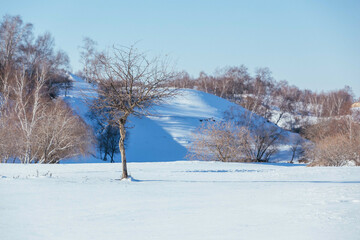 Winter snow field and birch forest in Inner Mongolia, northern China