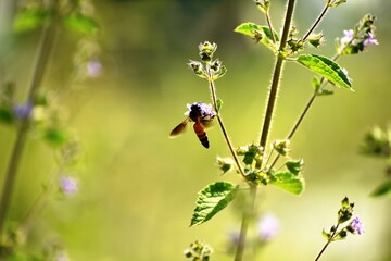 Honey bee collecting the pollen or nectar from the grass flower in the garden during sunny day.