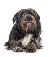 Pyrenean Sheepdog in studio