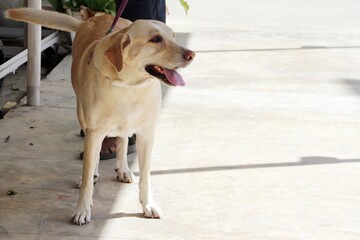 Labrador dog help people