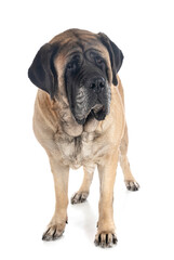 Obraz premium English Mastiff in studio