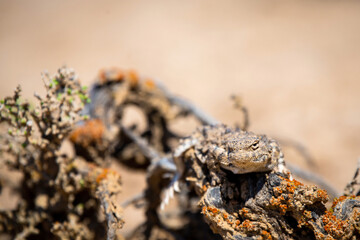 Phrynocephalus helioscopus agama close portrait of in nature