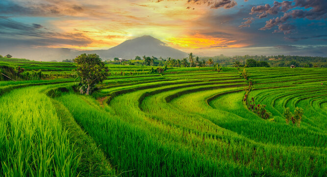 rice field and mount batur during and epic colorful peaceful sunset on bali indonesia the island of gods
