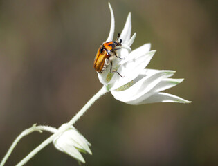 Christmas beetle on Flannel flower