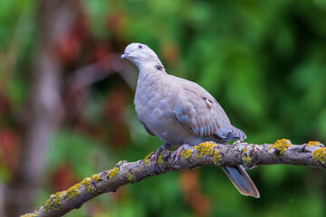 Collared dove or Streptopelia decaocto on branch