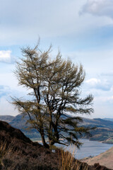 Fototapeta na wymiar Windblown Tree on a hill overlooking a lake with hills in the background