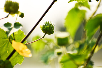 Abutilon theophrasti or Velvet leaf or Chinese jute plant in the jungle.