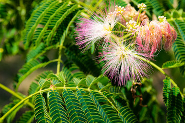 Close-up: lilac flowers and leaves of Albizia Lankaran