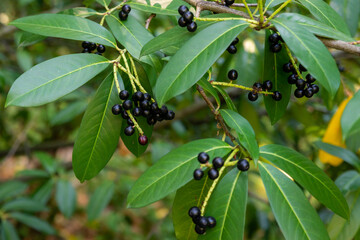 Prunus laurocerasus or Otto Luyken - berries of cherry laurel - obrazy, fototapety, plakaty