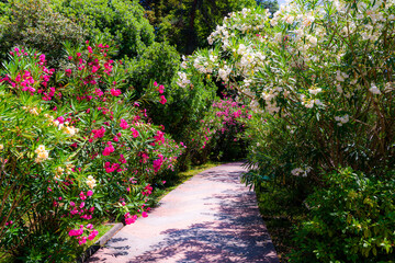 Urban bush with Oleander flowers along the edges of the pedestrian alley in the city park