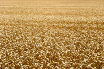 ripe grain field