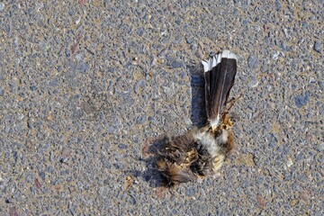 Dead birds on the road, Bird carcass crushed by car.