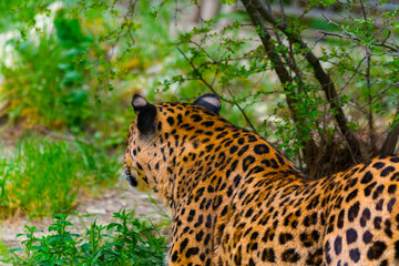 Hunting leopard in wild nature