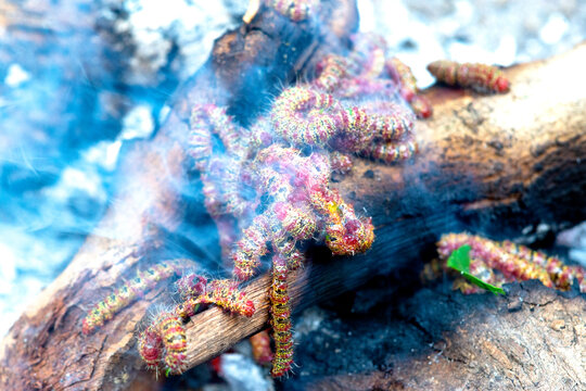 Burn the worm Eliminate pests of Thai people