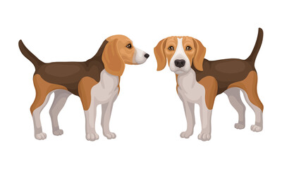 Various Poses of Dog Beagle as Small Hound Breed Vector Set