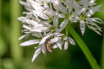 Closeup of a hoverfly on wild garlic flowers (Allium ursinum)