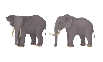 Fototapeta na wymiar African Elephant with Grey Skin and Trunk in Different Poses Vector Set