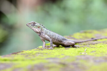 lizard on a stone