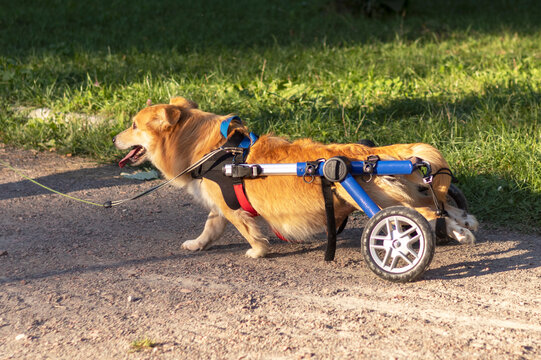Joyful red-haired dog in a wheelchair on a walk.