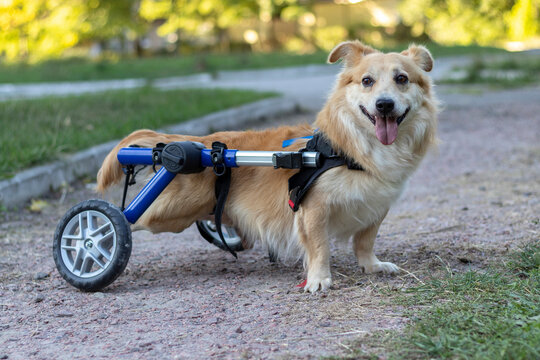 Happy red-haired dog in a wheelchair on an evening walk.