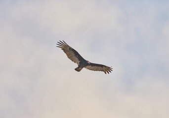 Condor
