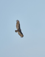 Fototapeta premium Condor