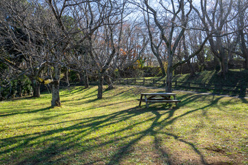 Fototapeta premium 冬木立が目立つ爽やかな公園風景
