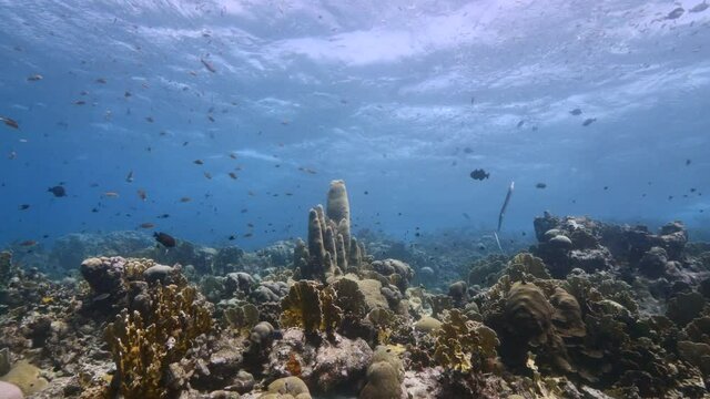 Seascape in shallow water of coral reef in Caribbean Sea, Curacao with fish, Pillar Coral and sponges