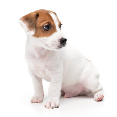 Jack Russell Terrier puppy isolated on white background. Dog jack terrier sitting front view studio...