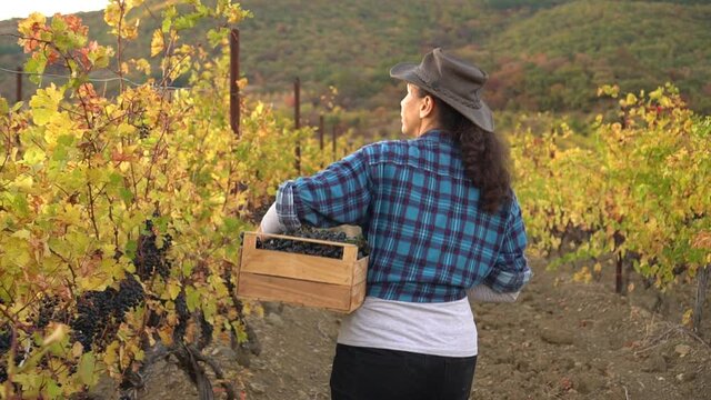 Woman winemaker and vineyard owner. Locally Grown Grapes. Rural lifestyle. Adult woman harvesting grapes in vineyard. Family small business. Farm winery. Grape Picking. Organic Produce