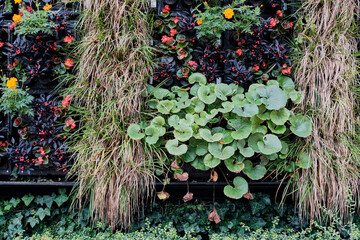 Detail Shot of Decorative Green Plants
