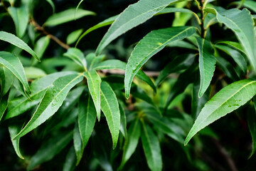 Fototapeta na wymiar Detail Shot of Decorative Green Plants 