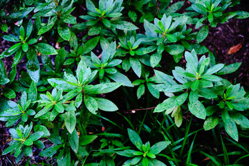 Detail Shot of Decorative Green Plants

