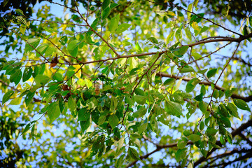 Detail Shot of Trees with Fall Colors